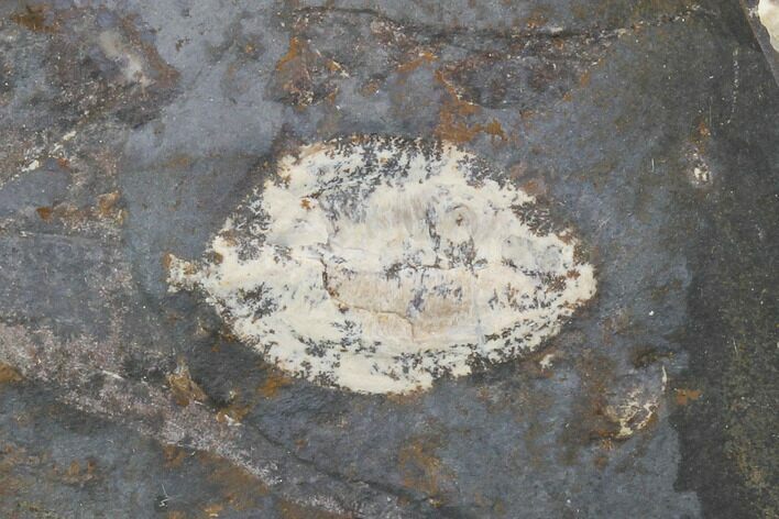 Unidentified Fossil Seed From North Dakota - Paleocene #96886